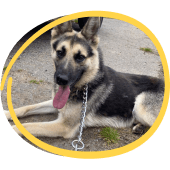 German Shepherd Rescue Elite